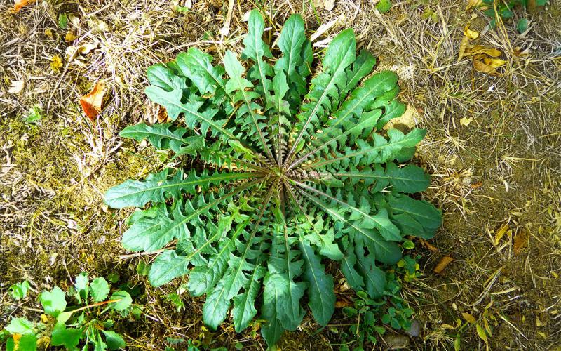 Large, green dandelion floret growing in a yard.