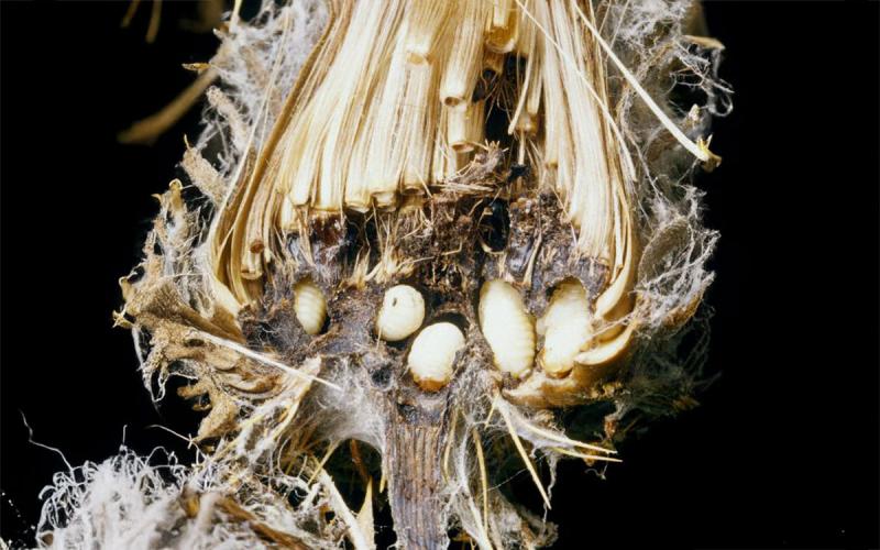 Brown thistle seed head with white weevil larvae within.
