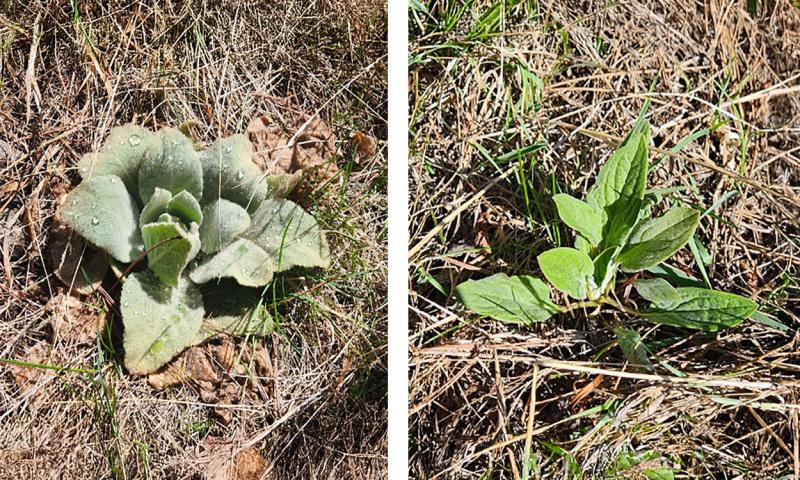 Early germinating rosettes of common mullein and houndstongue.