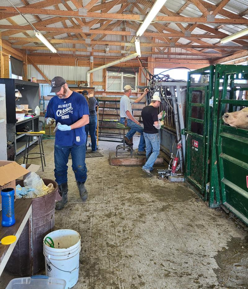 Men and women stand outside cattle chutes
