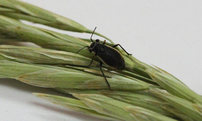 A small black bug with tan margins on its wings resting on a grass seed head.