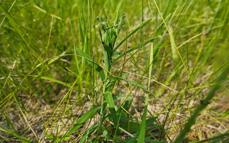 A green leafy spurge plant with small, black leafy spurge beetles towards its top. Brown and green plants surround the green leafy spurge plant.