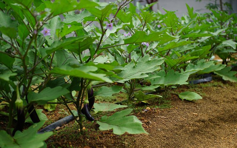 Row of eggplant transplants in a well-kept garden.