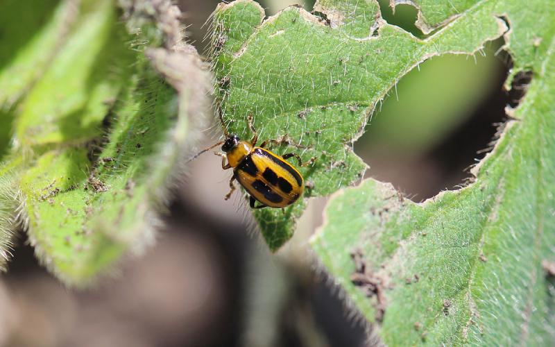 A yellow beetle with a black head, and square black markings on its back standing on a soybean leaf.