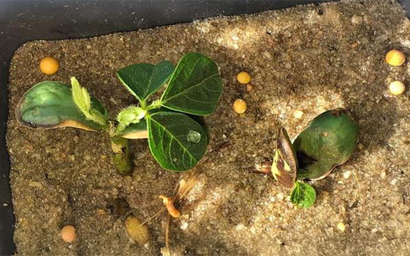 Two small, green soybean plants with brown to yellow coloration on their leaf edges, indicative of herbicide damage. Tan sand and yellow fertilizer pellets are in the background.