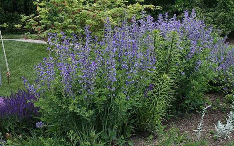 A planting of Baptisia with light-purple flowers growing in a well-kept garden.