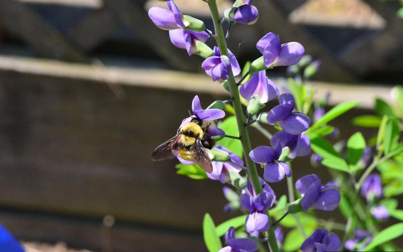 A bumble bee foraging on a light-purple baptisia flower.