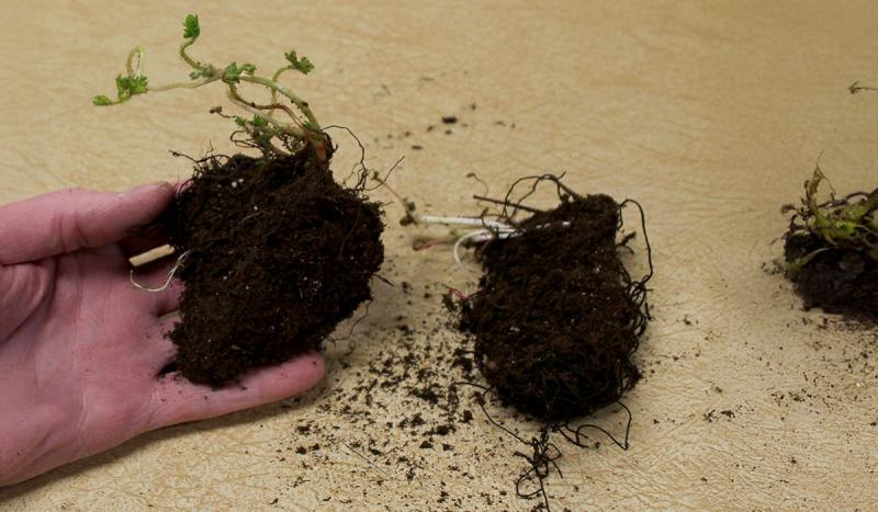 Two rooty plants covered in peat moss sitting on a white surface.