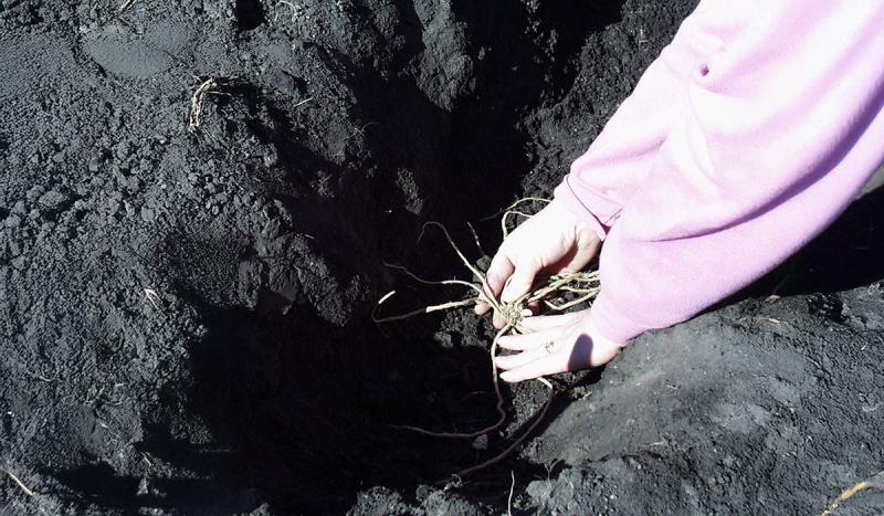 A woman in a pink sweatshirt planting a bare root plant in a garden trench.
