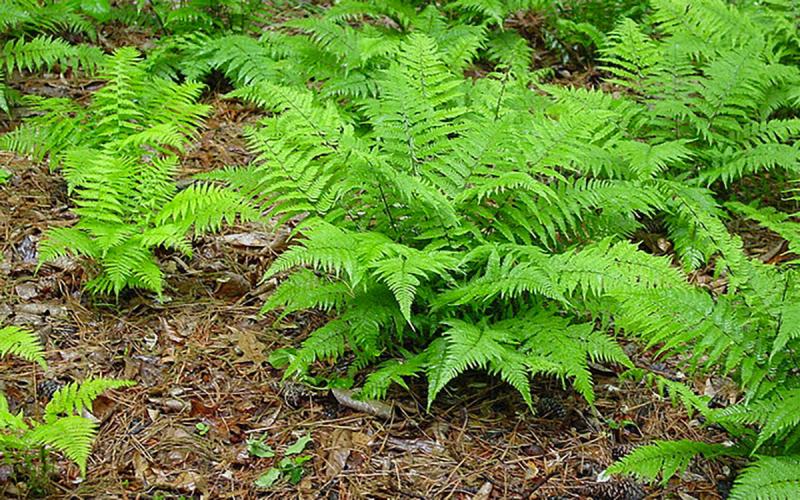 Patch of lady ferns growing in a wooded clearing.