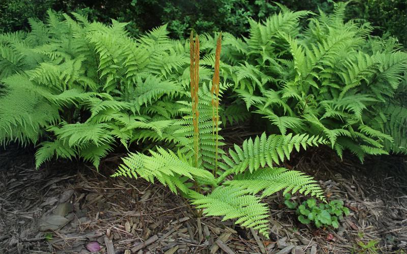 a fern plant growing in a mulched garden with tall, brown growths at its center