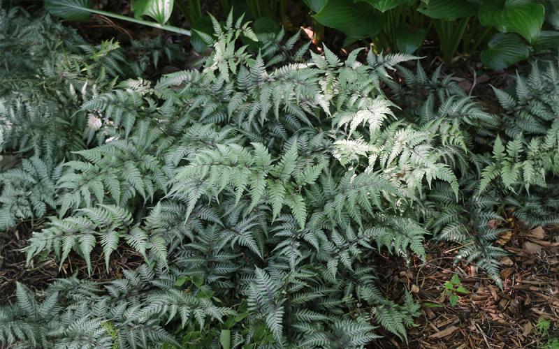 a fern plant with green to white, frosty colored leaves