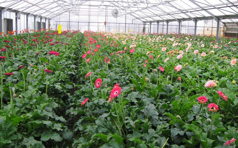 several long rows of gerbera plants growing in a greenhouse