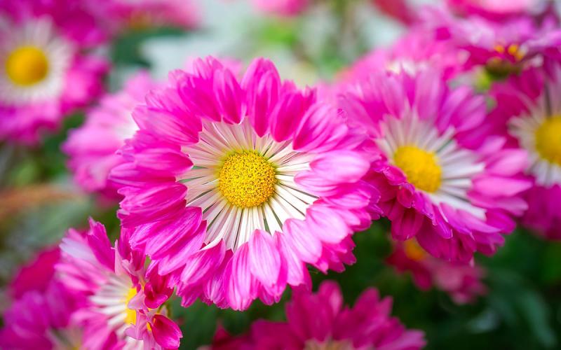 Several pink-to-white, cut Gerbera Daisies arranged at a floral shop.