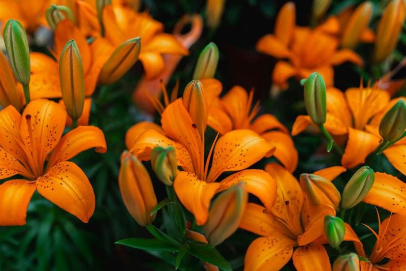Several bright-orange lily flowers blooming in a garden.