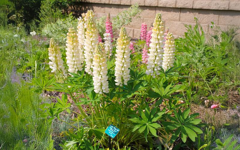 A green plant with spire-like white and pink flowers.