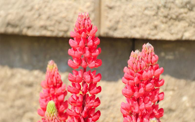Spire-like bright red flowers.