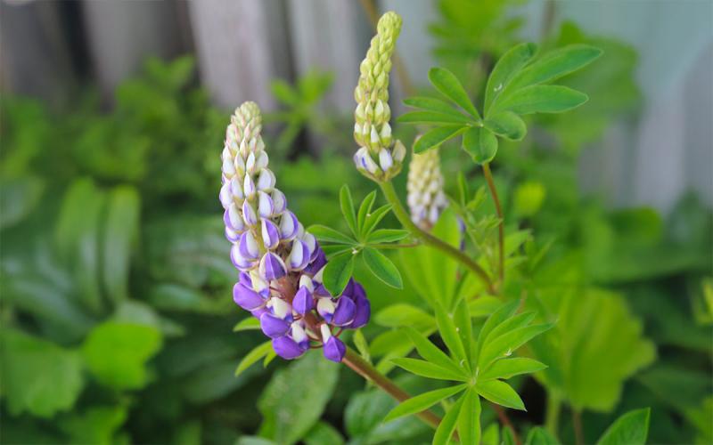 A green plant with spire-like white and purple flowers.
