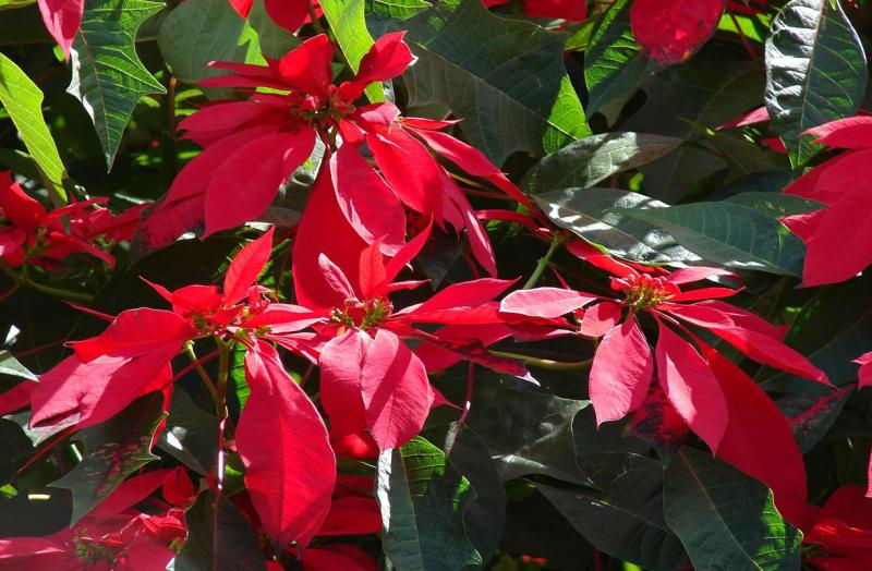 Cluster of bright-red poinsettia flowers in bloom.