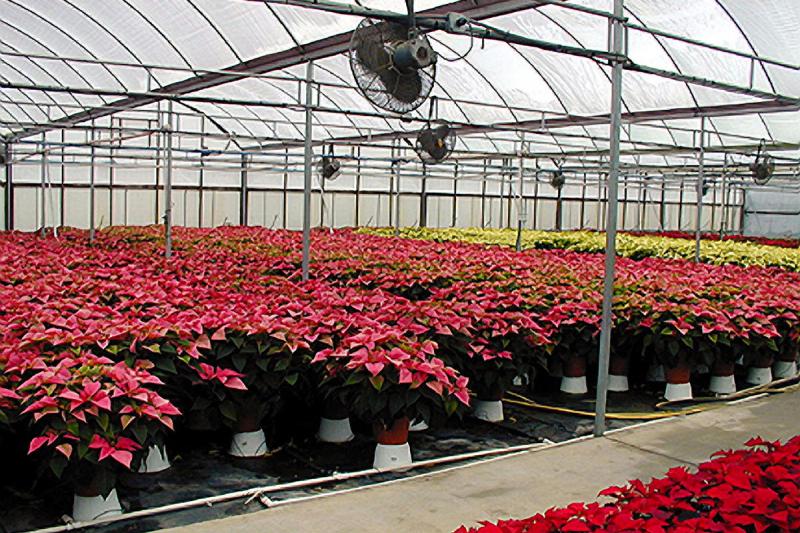 Rows of potted poinsettia plants in a greenhouse.