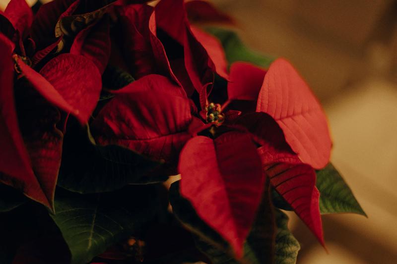 Poinsettia plant in a dimly lit living room.
