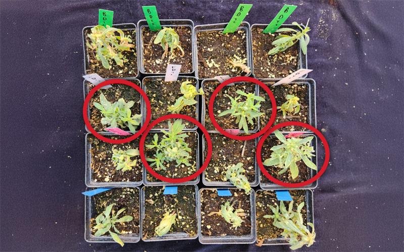 Green to yellow kochia plants within sixteen, separate black pots filled with brown soil. Green, white, pink and blue marker stakes are within the pots denoting treatments.