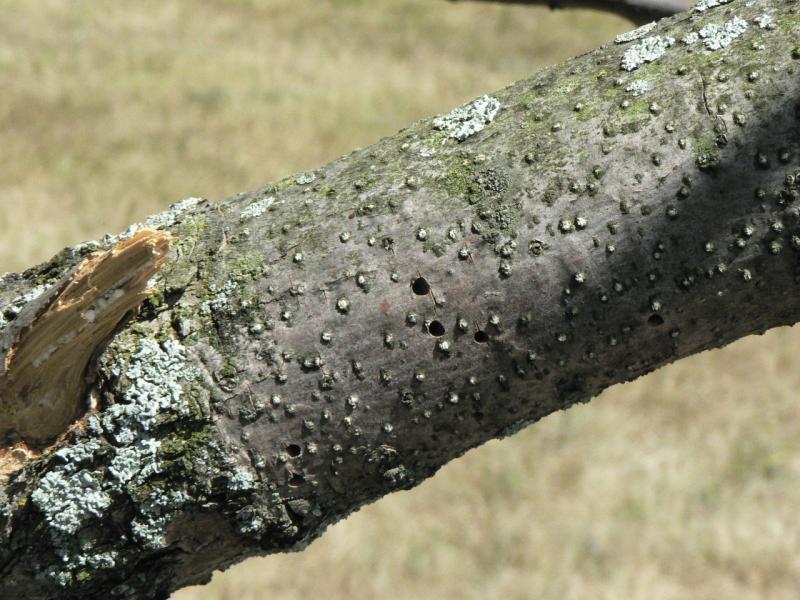 Multiple d-shaped holes are shown on a tree trunk