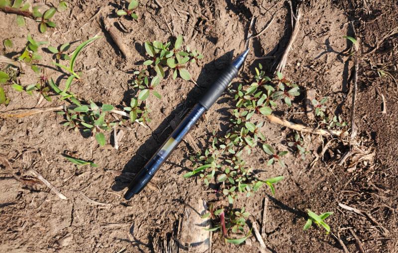 A black ink pen lain next to small, green and red waterhemp plants with a brown, dirt background.