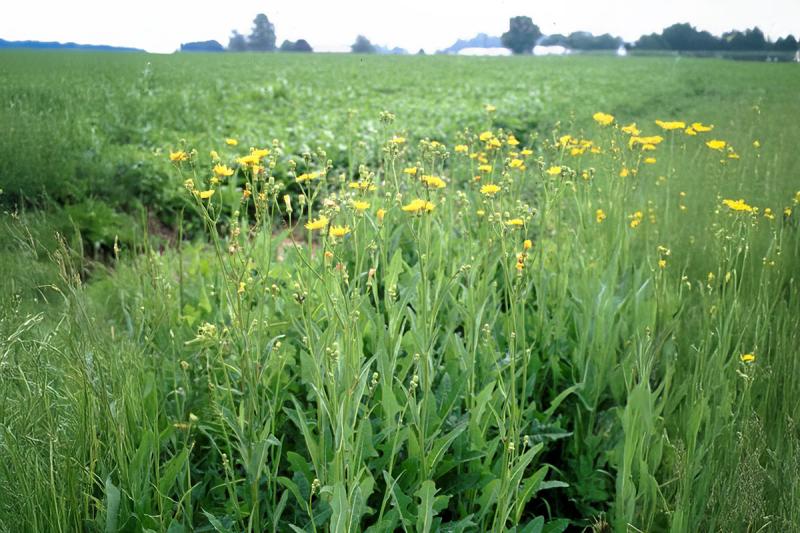 Green perennial sowthistle with yellow flowers at top in the foreground with blurred green, soybean plants in the background.