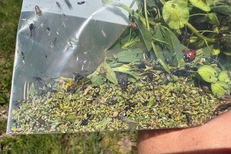 Plastic bag containing numerous green larvae.