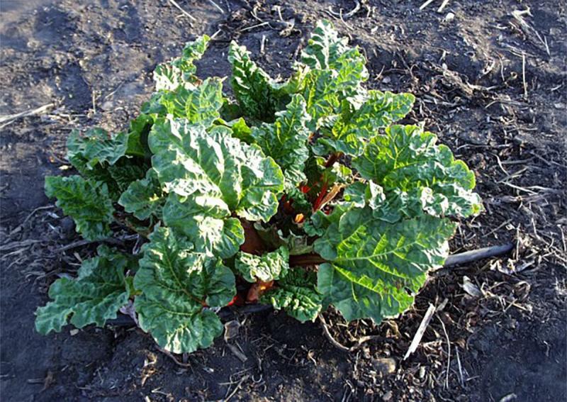 A leafy, green rhubarb plant with bright-pink stems.