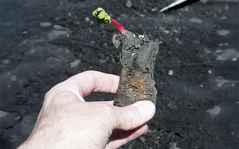 Hand holding a bulb-like, rhubarb rhizome.
