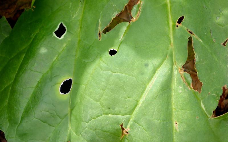 Rhubarb leaf with several large holes due to hail damage.