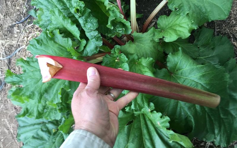 Hand holding a freshly harvested rhubarb stalk.