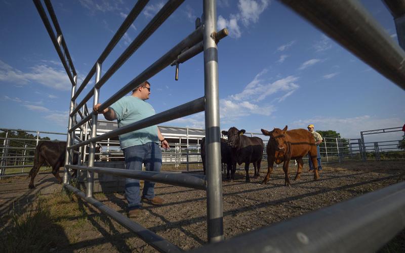 Producers working cattle in a holding pen.