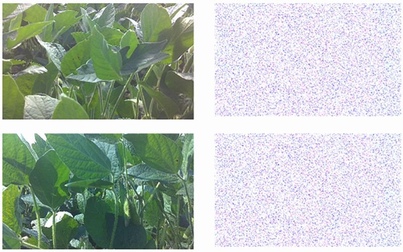 Four images. Two on the left show a live view of crop fields. Two on the right are scrambled due to AES encryption.