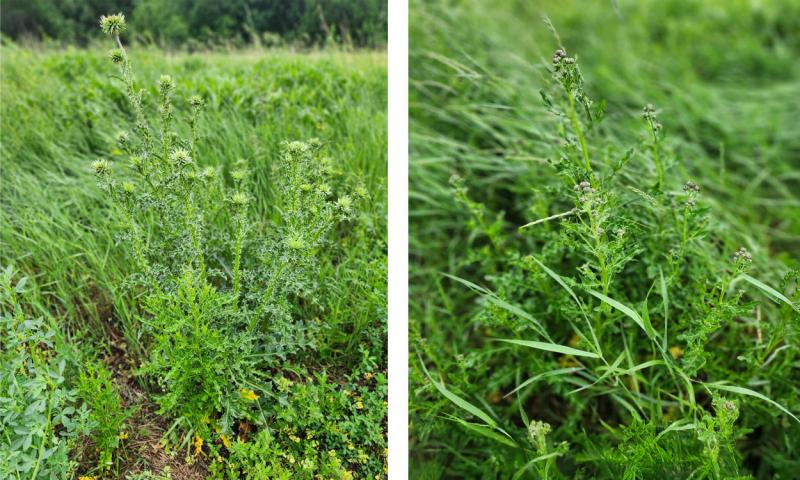 Two pictures of two different species of thistle. Both pictures are filled with a green thistle plant and various green plants in the background.