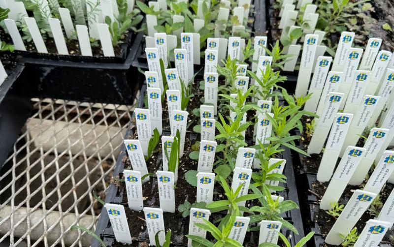 Variety of seedlings on display at an SDSU Native Plant Initiative Sale.