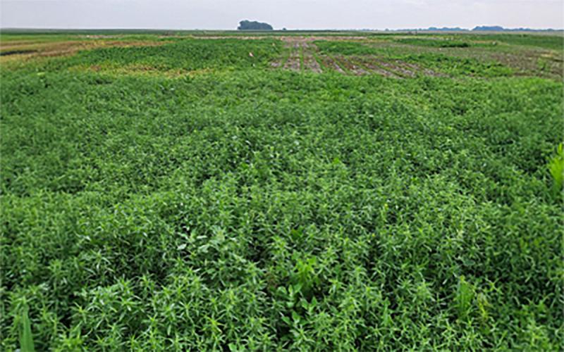 Kochia growingk abundantly throughout a field.