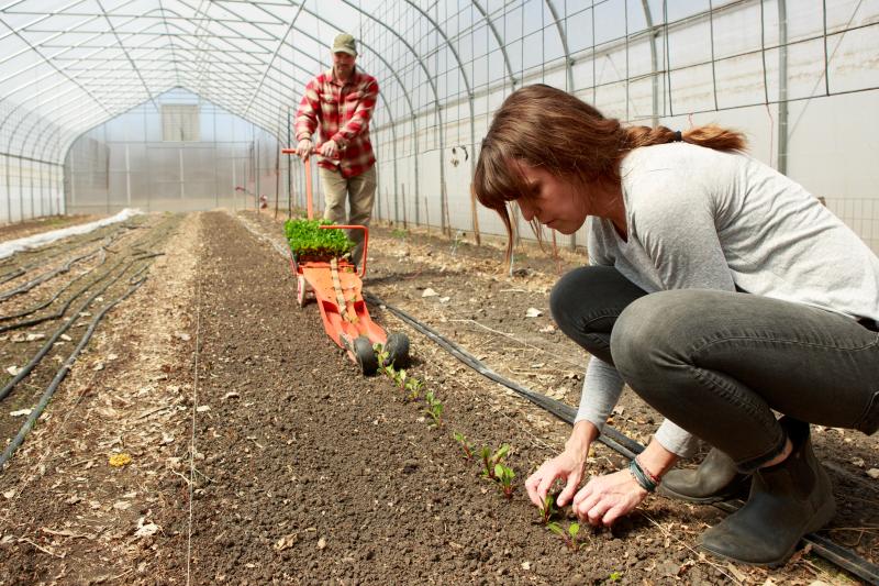 A woman works in the soil inside a high tunnel; a man in the background drags equipment down a row