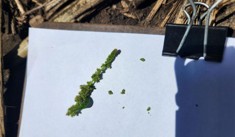 Green waterhemp flower on a white piece of paper.