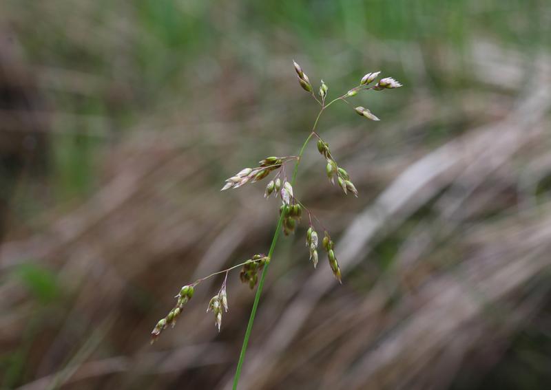 Flowering blade of sweetgrass.