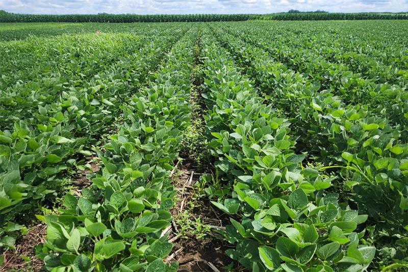Field of green soybean plants with green corn and blue sky in the background.