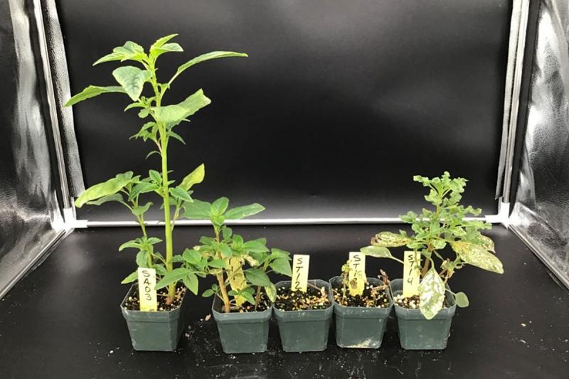 Field of green soybean plants with green corn and blue sky in the background.  Figure 3. PPO-inhibiting herbicide-resistant waterhemp surviving an application of fomesafen (Flexstar) at 16 fl. oz. per acre. Plants were burnt but new growth emerg