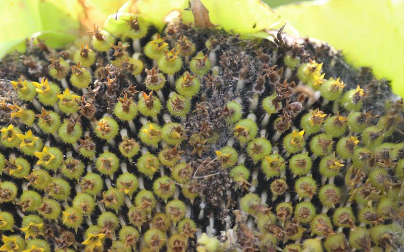 Webbing on the face of a sunflower that is collected dried florets.