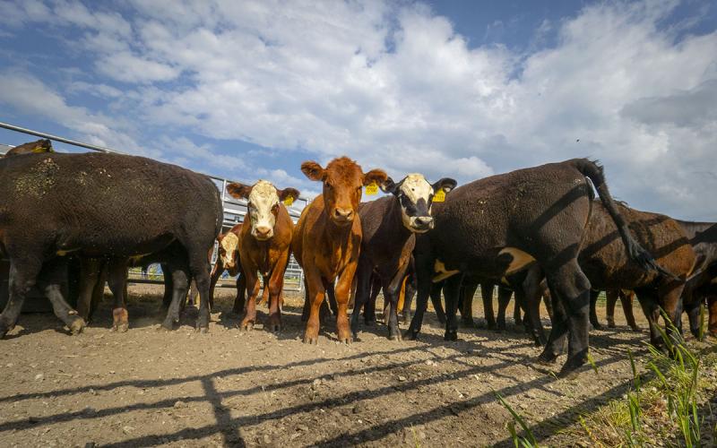 Mixed beef cattle in a holding pen.