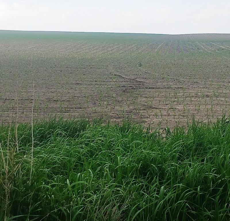 Field showing sheet and rill erosion following a heavy rain event.