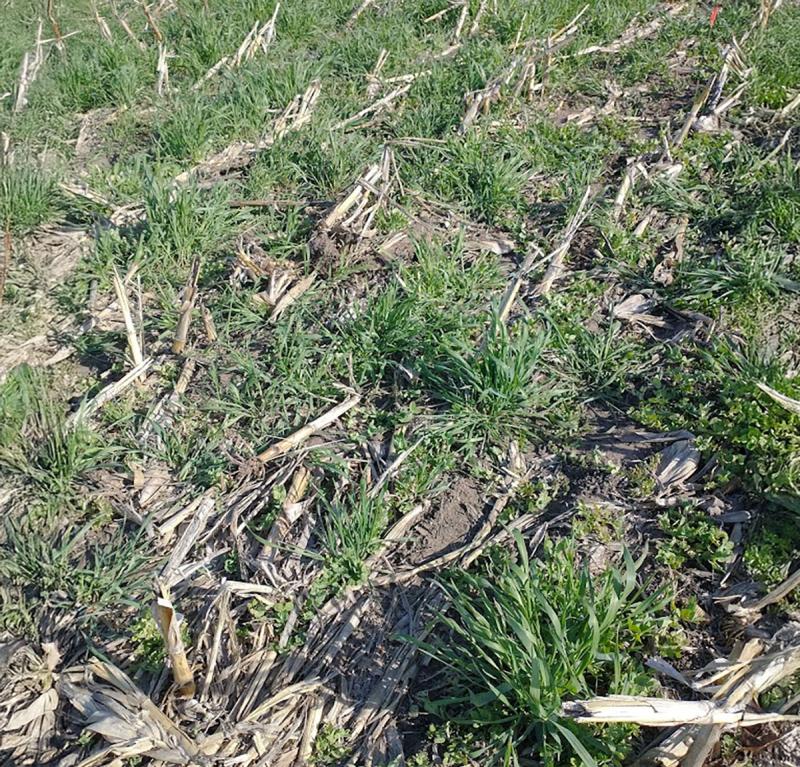 Rye cover crops emerging in a field previously planted with corn.