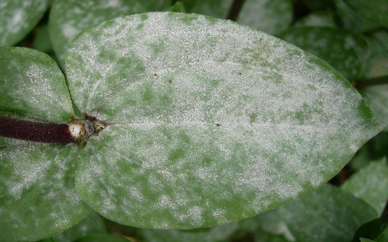 Leaf with noticeable powdery mildew symptoms.
