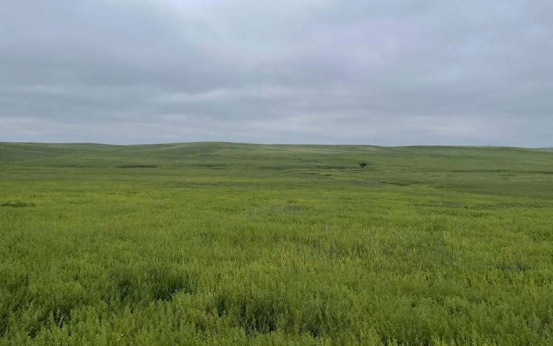 A photo of a winter grazing pasture with a variety of grasses, shrubs and forbs that was taken at the SDSU Cottonwood Field Station that contains some field pennycress.